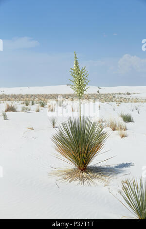 Yucca plante à fleurs blanches sur le sable du désert dans le sud du Nouveau Mexique Banque D'Images