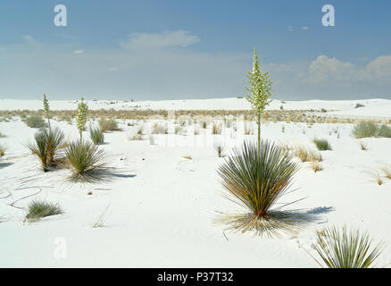 Yucca plante à fleurs blanches sur le sable du désert dans le sud du Nouveau Mexique Banque D'Images