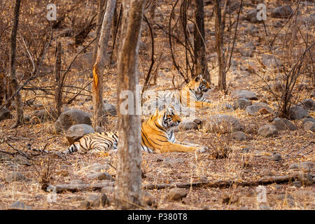 Deux magnifiques tigres du Bengale (Panthera tigris), mère et son petit, se reposant dans des bois secs, le parc national de Ranthambore, Rajasthan, Inde du nord Banque D'Images