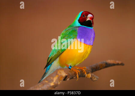 Male gouldian finch (chloebia gouldiae) dans le profil Voir percher sur une branche en face d'un fond brun doré Banque D'Images