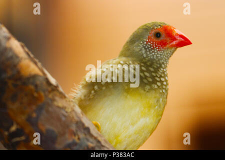 Star finch (neochmia ruficauda) assis sur une branche en face d'un fond brun doré Banque D'Images