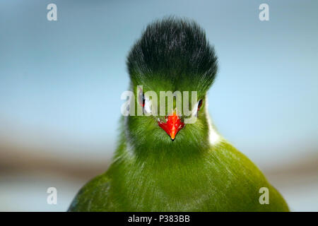 Chef d'un blanc à la colère touraco à joues grises (tauraco leucotis) avec un bec et des yeux de couleur orange ring en vue frontale devant un fond bleu Banque D'Images