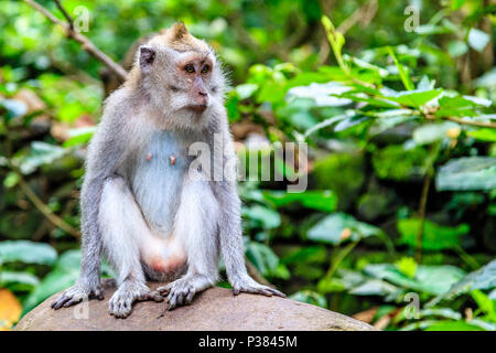 À longue queue adultes ou de crabe-macaque manger assis sur un rocher, pleine longueur. Mandala Suci Wenara Wana ou Monkey Forest Ubud, Bali, Indonésie Banque D'Images