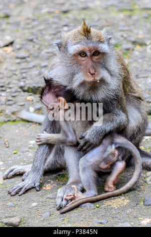 Mère avec un bébé de crabe ou à longue queue-eating macaque, pleine longueur. Mandala Suci Wenara Wana ou Monkey Forest Ubud, Bali, Indonésie Banque D'Images