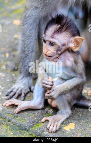 À longue queue de bébé ou de crabe-macaque manger assis près de sa mère. Mandala Suci Wenara Wana ou Monkey Forest Ubud, Bali, Indonésie Banque D'Images