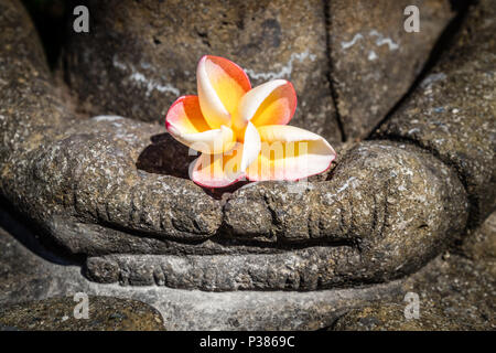 Plumeria flower en mains de srone statue de Bouddha. Bali, Indonésie Banque D'Images