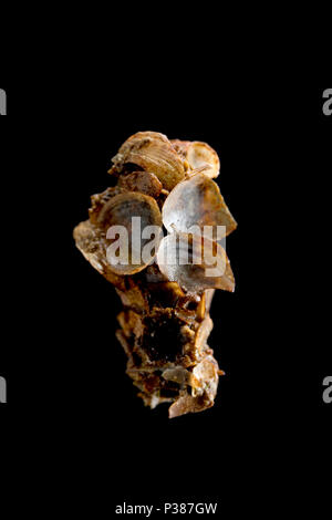 Caddis larva Royaume-Uni Banque D'Images