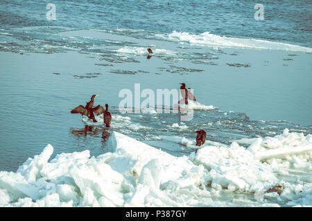 Bigarré sur des blocs de glace en hiver. Focus sélectif et esprit vintage. Banque D'Images