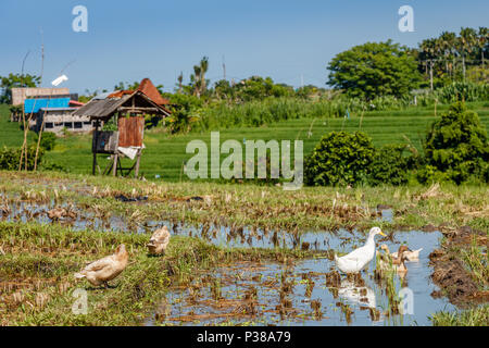Canards sur un champ de riz, du paysage rural, l'île de Bali, Indonésie Banque D'Images