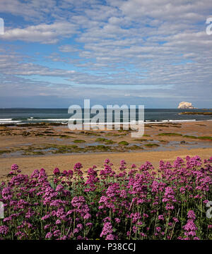 L'affichage en temps réel de jour en été, à North Berwick à l'ensemble de Bass Rock, North Berwick, East Lothian, Ecosse, Royaume-Uni Banque D'Images