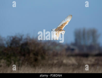 Effraie des clochers, Tyto alba, en vol, chasse en prairie, dans le Lancashire, Royaume-Uni Banque D'Images