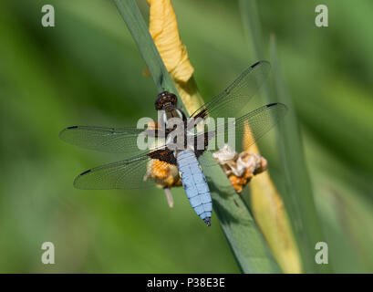 À corps large chaser, Libellula depressa, homme, le drapeau jaune, l'Iris pseudacorus Iris, Lancashire, UK Banque D'Images