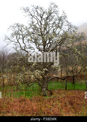 Dans fruiticose d'arbres couverts de lichens Ecosse Banque D'Images