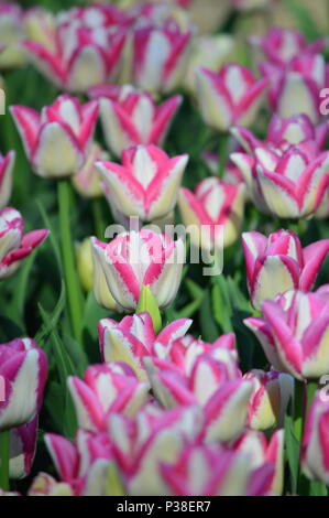 Impression rose tulipes au jardin de tulipes Veldheer en Hollande Banque D'Images