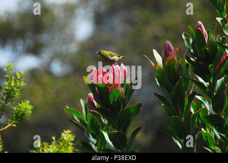 Une belle scène dans la nature. Un gros plan d'une Cape Silver-Eye perché sur une belle reine Protea, près de Cape Town, Afrique du Sud. Banque D'Images