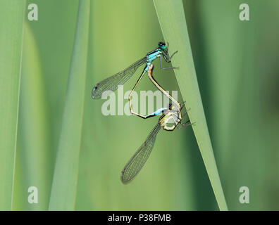 Paire d'accouplement à queue bleu Libellule Ischnura elegans, perché sur la tige de roseau, dans le Lancashire, Royaume-Uni Banque D'Images