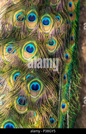 Les modèles colorés de milliers d'oiseaux magnifiques. Oiseaux exotiques. Vertical image. Motif de plumes colorées. Les détails de la queue de paon. Banque D'Images