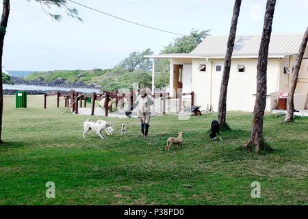 La plage de la cambuse est situé près du village de mon désert, dans la partie sud-est de l'île Maurice. C'est l'une des nombreuses plages de l'île Maurice situé Banque D'Images