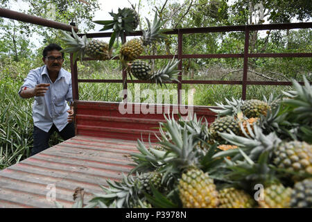 Un ouvrier indien vu l'intérieur ananas fraîchement récolté de chargement d'un camion à la périphérie de Agartala, la capitale du nord-est de l'Etat de Tripura. Les producteurs d'Ananas au nord-est de l'Inde font face à des difficultés en raison d'une récolte plus petites mises sur le une mauvaise saison des pluies cette année. Le Tripura maintenant pinapples sont principalement exportés vers Dubaï. Banque D'Images