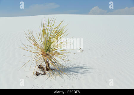 Yucca plante sur un blanc brillant sable du désert dans le sud du Nouveau Mexique Banque D'Images