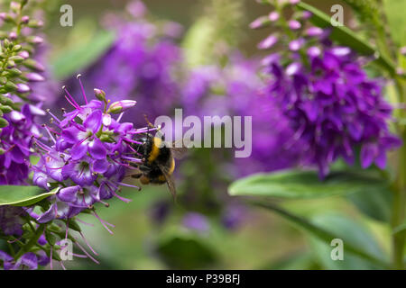 Buff-tailed bourdon (Bombus terrestris) la collecte du pollen de fleurs violettes (Hebe) dans le jardin en été. Banque D'Images