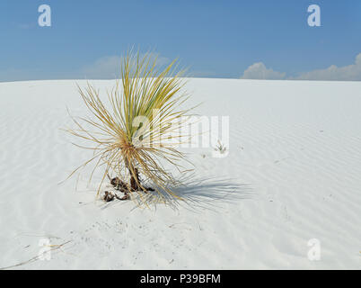 Yucca plante sur un blanc brillant sable du désert dans le sud du Nouveau Mexique Banque D'Images