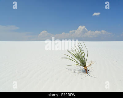 Yucca plante sur un blanc brillant sable du désert dans le sud du Nouveau Mexique Banque D'Images