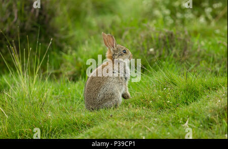 Le lapin, le lapin sauvage européenne autochtone. Un jeune lapin dans habitat naturel avec fond d'herbe verte. Face à la droite. L'horizontale Banque D'Images