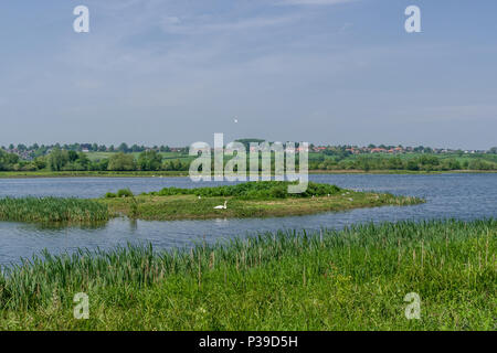 Une vue sur l'été Leys, une série d'anciennes carrières de gravier, maintenant une réserve naturelle appartenant à la fiducie de la faune locale ; Northamptonshire, Angleterre Banque D'Images