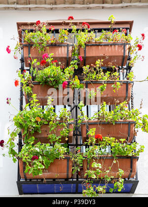 Fenêtre ornée avec des pots de géranium rouge andalou sur façade. Cordoue, Espagne Banque D'Images