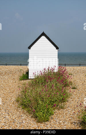 Deal, Kent, UK. Un livre blanc sur la plage de galets d'une journée ensoleillée Banque D'Images