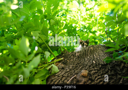 Petit Chat sur l'arbre vert . Beau chat jouant dans l'arbre Banque D'Images