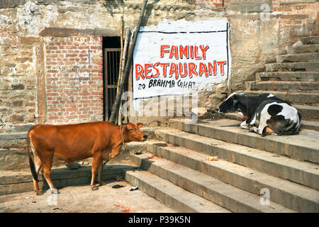 Scène typique avec des vaches sacrées dans la ville sainte de Varanasi, Uttar Pradesh, Inde Banque D'Images