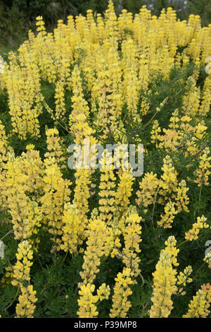 Poussaient arbre jaune à lupin Southwold, Suffolk Banque D'Images