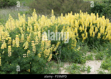 Poussaient arbre jaune à lupin Southwold, Suffolk Banque D'Images