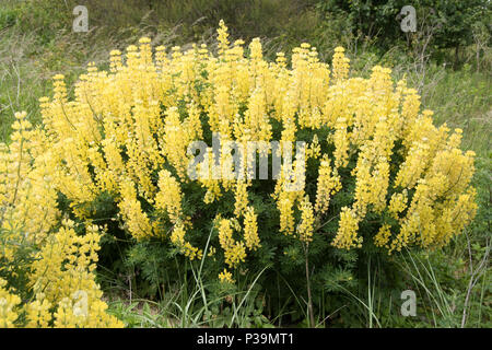 Poussaient arbre jaune à lupin Southwold, Suffolk Banque D'Images