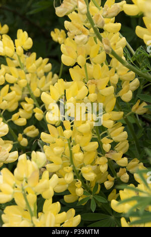 Poussaient arbre jaune à lupin Southwold, Suffolk Banque D'Images