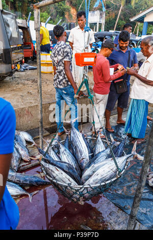 Thon fraîchement pêché en vente la pesée par les pêcheurs locaux à quai marché au poisson dans le port de Weligama, côte sud du Sri Lanka Banque D'Images