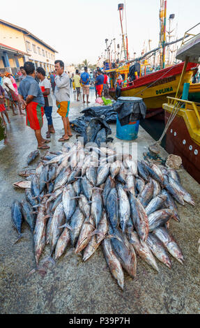 Gros thon fraîchement pêché en vente par les pêcheurs locaux du marché aux poissons quai dans le port de Weligama, sur la côte sud du Sri Lanka Banque D'Images