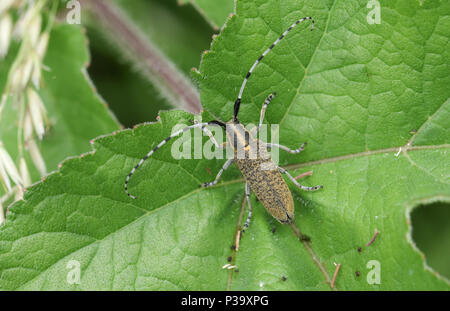 Une superbe Golden-Gris fleuri ( Agapanthia villosoviridescens Longicorne) perché sur une feuille. Banque D'Images