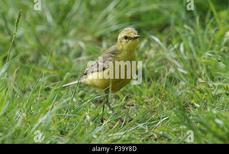 Une jolie femme la bergeronnette printanière (Motacilla flava) la chasse aux insectes dans un pré herbeux. Banque D'Images