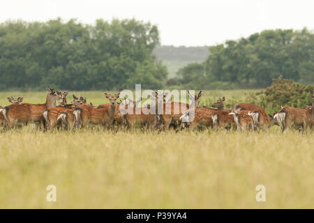 Un troupeau de superbes cerfs Sika (Cervus nippon) se nourrissant dans un pré au crépuscule. Banque D'Images