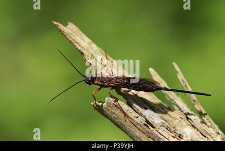 Un Xeris spectrum se percher sur une branche en bois. C'est une sorte de magyar ou Bois wasp, qui vit dans les forêts de conifères au Royaume-Uni. Banque D'Images