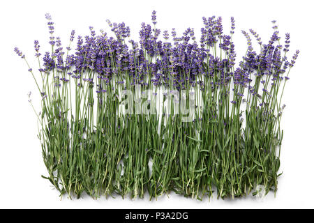 Fleurs de Lavande isolated on white Banque D'Images