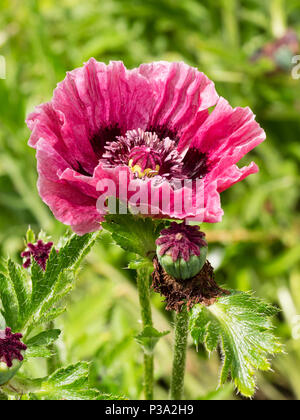 Rose foncé, blowsy, seule fleur de la plante vivace, pavot oriental Papaver orientale 'Patty's Plum' Banque D'Images