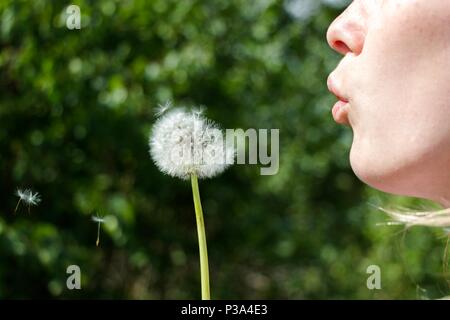 Une fille avec des lèvres écarlates dans la forêt, beau temps deutvanchika fleur. Graines de pissenlit réparties dans le vent. Banque D'Images