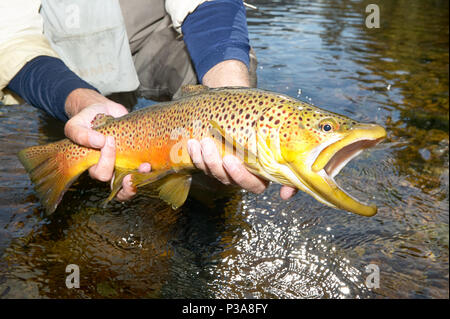 Affichage d'un pêcheur a récemment décroché la truite brune comme il est dans la rivière White en Arkansas dans un gros plan sur ses mains Banque D'Images