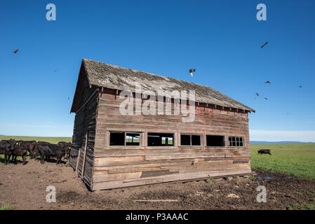 Des vaches et des hirondelles par une vieille grange sur Oregon's Zumwalt Prairie. Banque D'Images