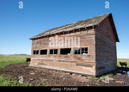 Veaux à côté d'une vieille grange sur l'Oregon est à la Prairie Zumwalt Wallowa montagnes au loin. Banque D'Images