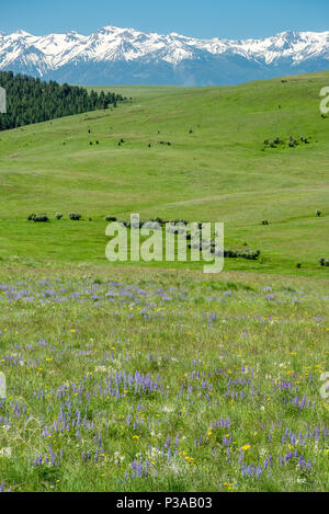 Sur les fleurs sauvages des prairies de l'Oregon avec la Wallowa Zumwalt montagnes au loin. Banque D'Images